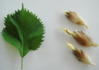 Shiso leaves and myoga buds