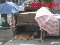 Enjoy a nap in shade